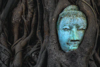 Budddha head embedded in a tree